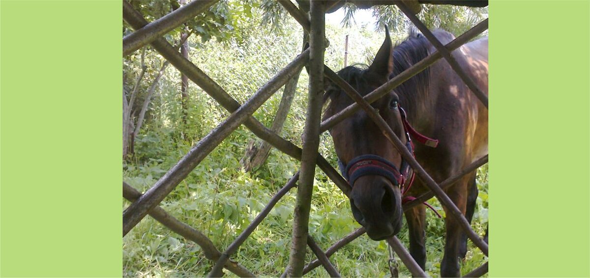 Рада. Фото автора