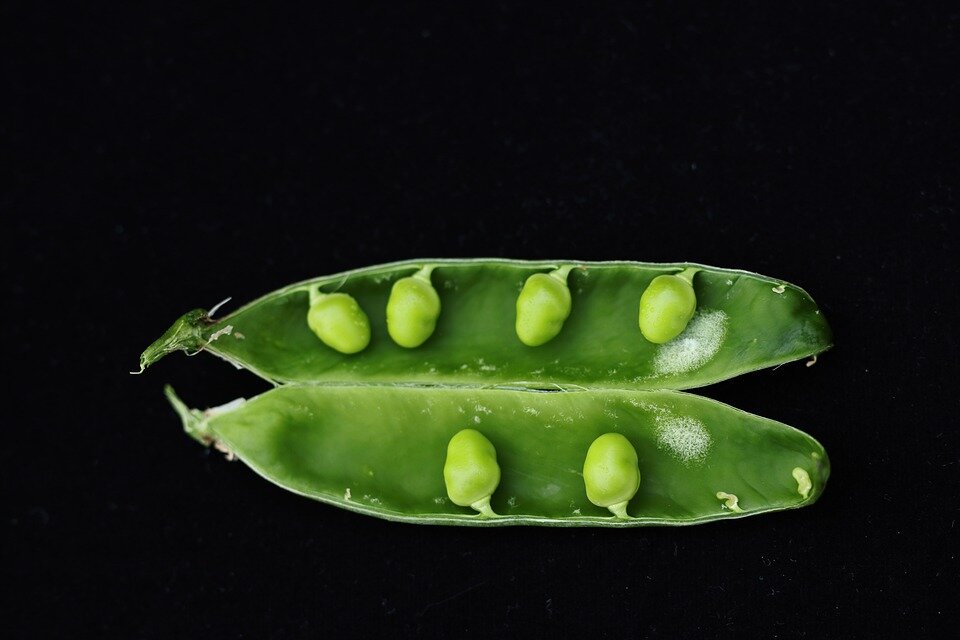 проростки гороха являются здоровой едой