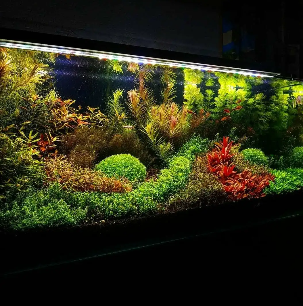 Это тоже голландский аквариум. А теперь глянем на тропический аквариум.