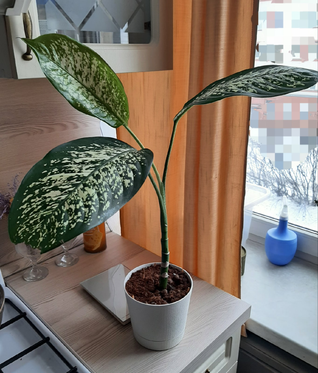 Растение выглядит вполне здоровым