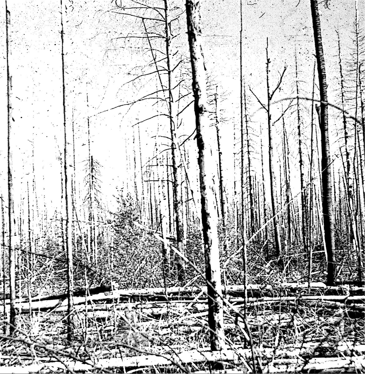Горельника Унженско-Ветлужского междуречья, 1979 год. Фото автора.