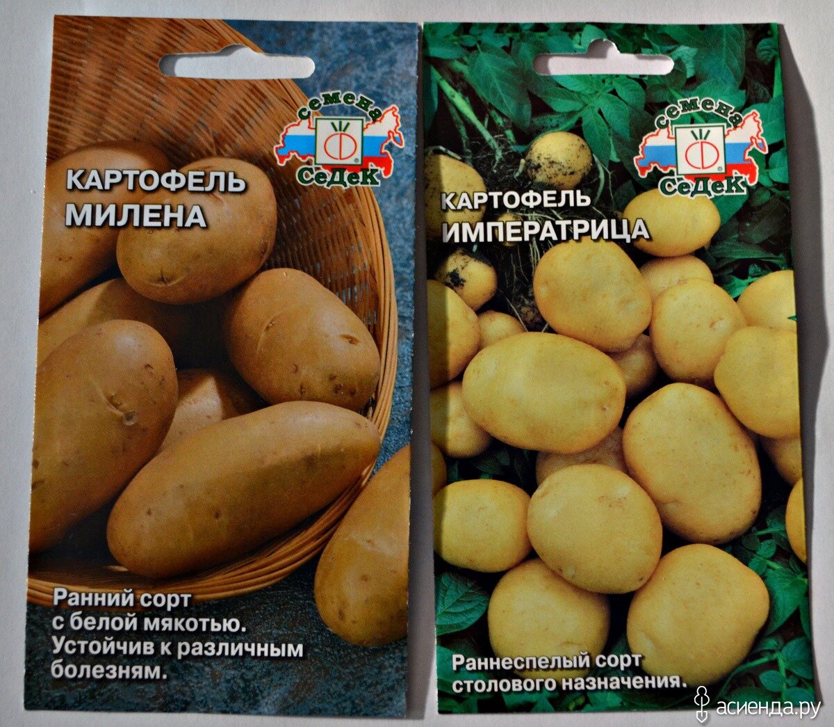 Картофель сорт императрица описание фото Картофель из семян. СУПЕР-ПУПЕР ЭЛИТА! PRO ОГОРОД Дзен