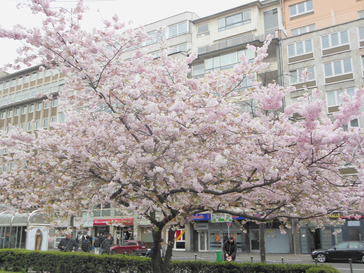 Сакура цветет в Дюссельдорфе