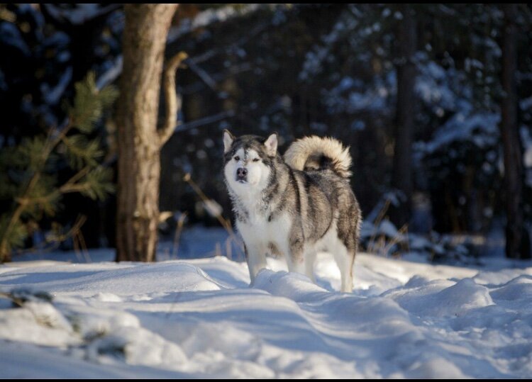Вторая альфа Джина