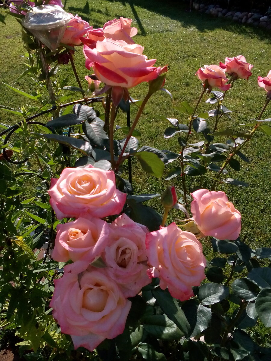 Цвет и форма цветка Розы Квиксенд