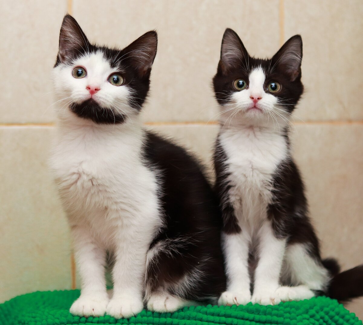 МоМо и Мия, он её больше всех любит