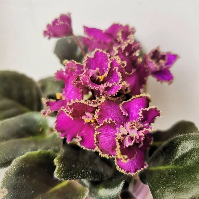 Фото https://www.instagram.com/p/CKWrRTaFF0J/