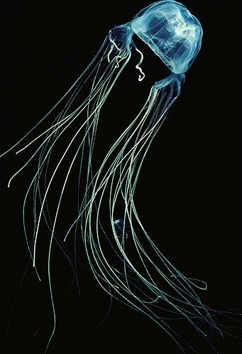 Кубомедуза Chironex fleckeri