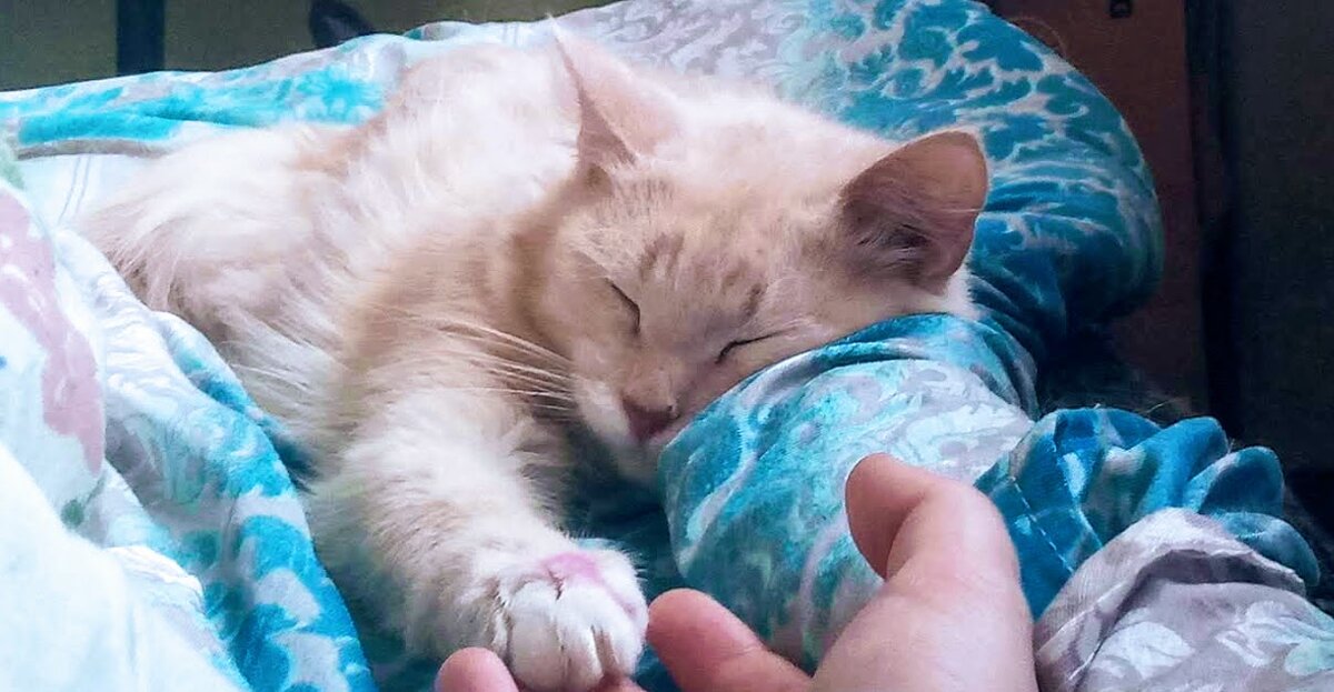 Лакулик любит спать, вытянув лапки