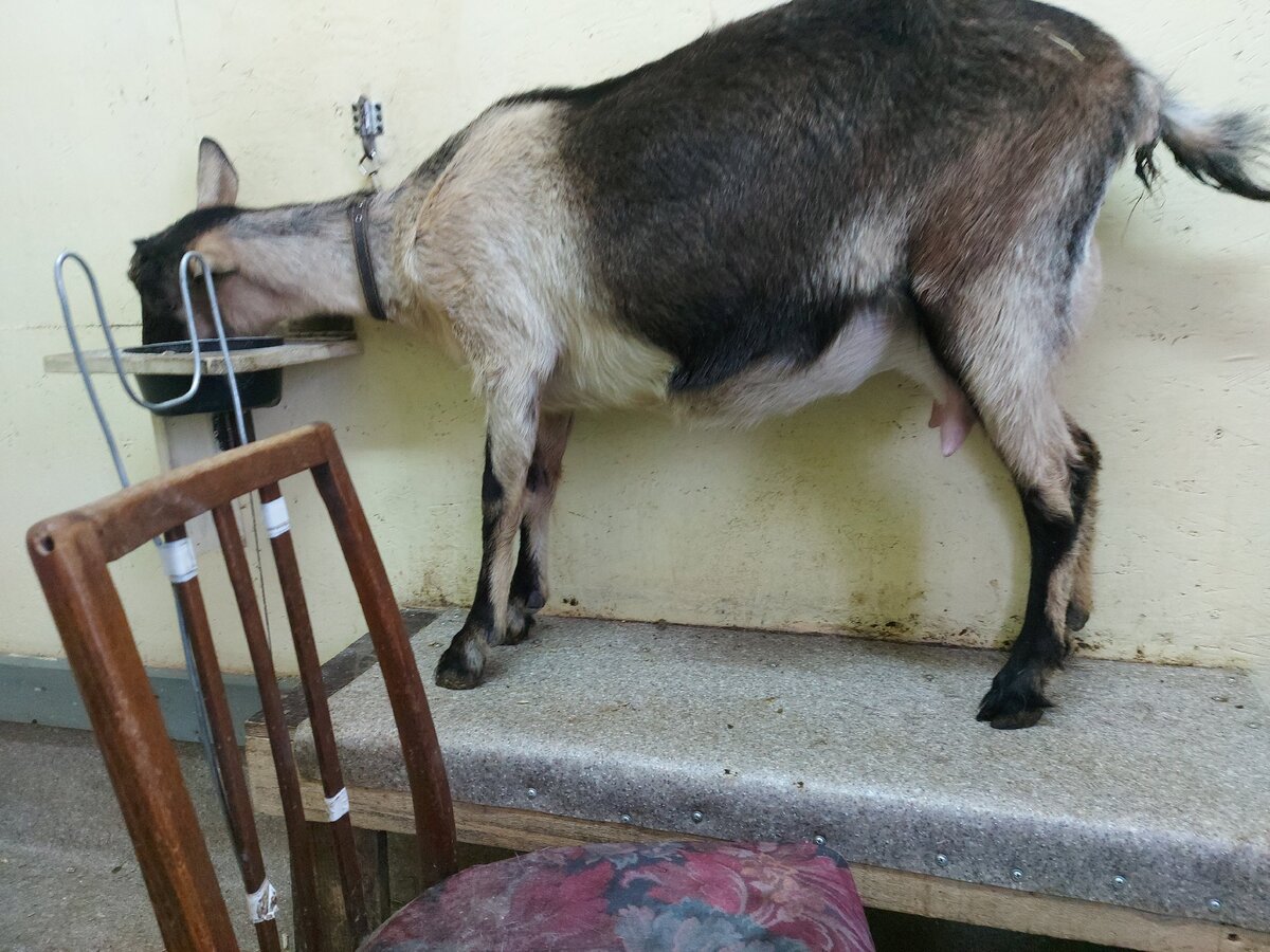 Кормление козы после. Добрая коза. Козы в Армении.