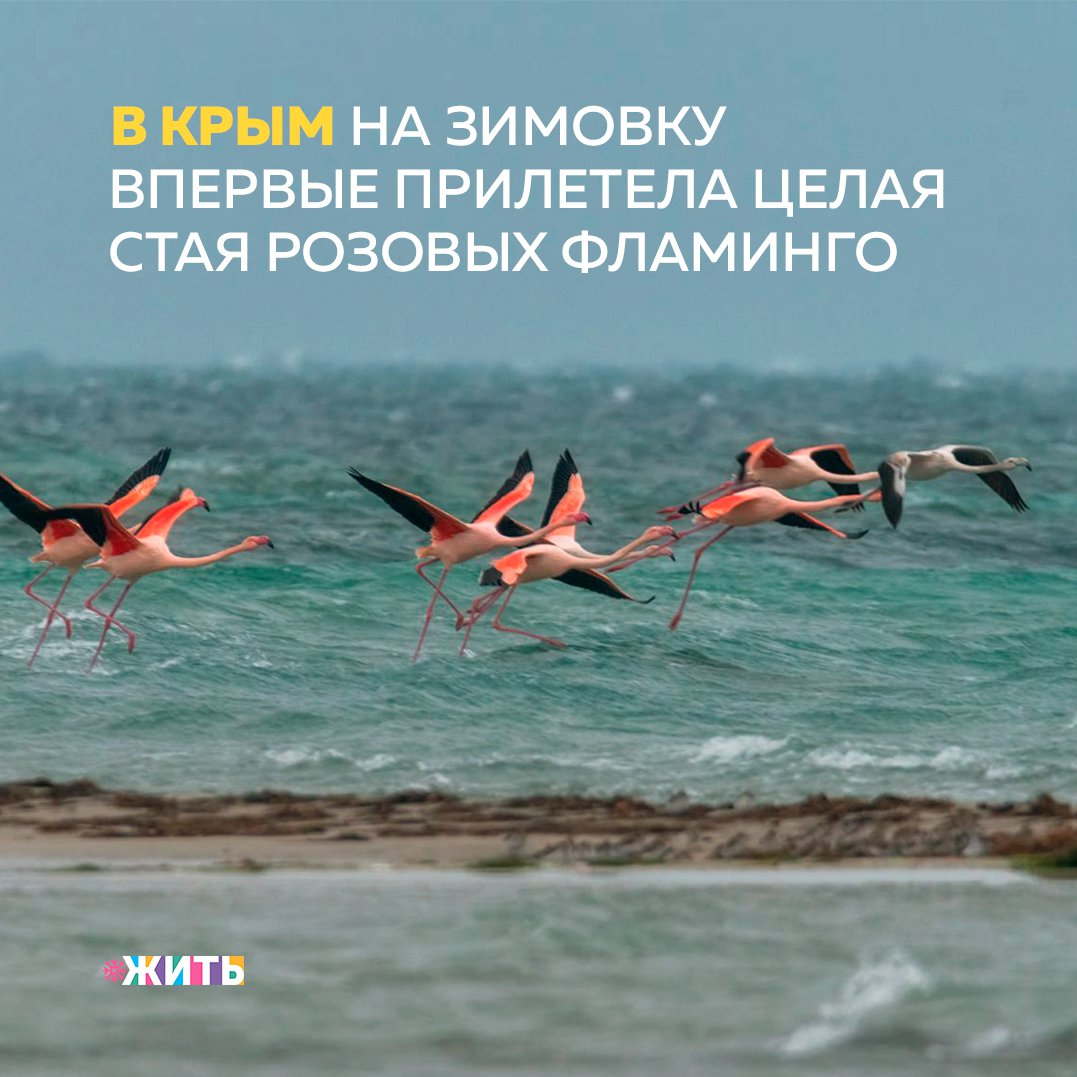 Рубрика "Добрости" ❤😁 
В КРЫМ НА ЗИМОВКУ ВПЕРВЫЕ ПРИЛЕТЕЛА ЦЕЛАЯ СТАЯ РОЗОВЫХ ФЛАМИНГО

Все дело в изменении климата, который этим красавцам с невероятным, нежным окрасом пришелся по душе. Да настолько, что тут они могут задержаться надолго, как когда-то белоснежные лебеди-шипуны.

В краю удивительных розовых озер для идеальной романтической картины, кажется, только их и не хватало. Невооруженным глазом этих грациозных птиц, качающихся на волнах, не увидеть. Любоваться и снимать приходиться с приличного расстояния. Фламинго пугливые — ближе, чем на 200 метров, к себе не подпустят. Издалека заметив подозрительный объект, стая тут же взмывает ввысь.

Птицы с нежно-розовым оперением обосновались на западе полуострова. Раньше на зимовку в Крым отправлялись поодиночке, прошлой зимой в Севастопольской бухте видели пару. Но стаей, чтобы сразу 10 особей, прилетели - впервые.

Пару лет назад розовые фламинго гнездились в этих широтах и даже вывели потомство. Но это единичный случай. Пока Крым для них курорт зимний, но не исключено, по словам орнитологов, что вскоре может стать родиной, как когда-то для перелетных лебедей-шипунов.

Птицы, которые не только близко подпускают к себе, но и дают покормить, буквально с руки - это белоснежные лебеди. Лет 10 назад они облюбовали озеро под Евпаторией. И теперь это лебединое озеро — главная достопримечательность города-курорта.

Людей нередко сравнивают с птицами. Люди не способны самостоятельно летать, но никто не отнимал у нас мечту о полете🦩

#жить #проектжить #добрости