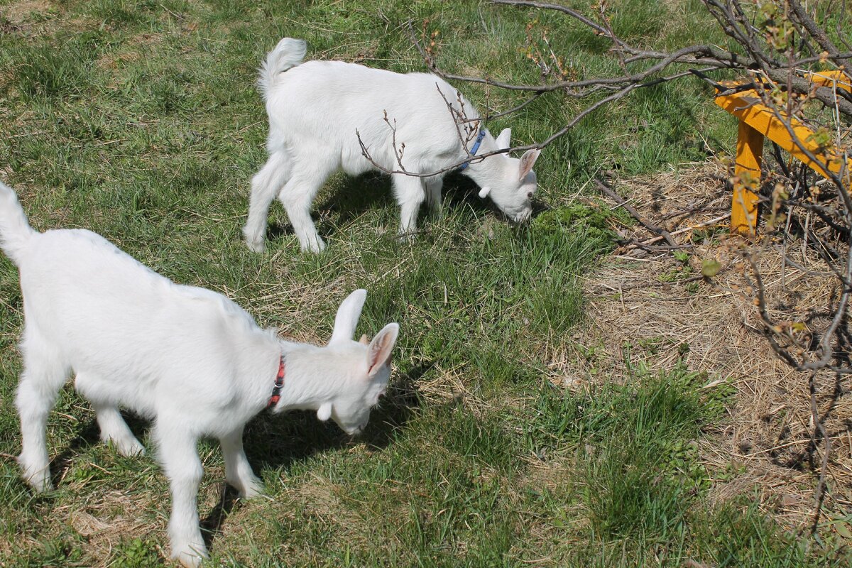 Козлятам у нас позволяется многое. Малыши гуляют в саду.