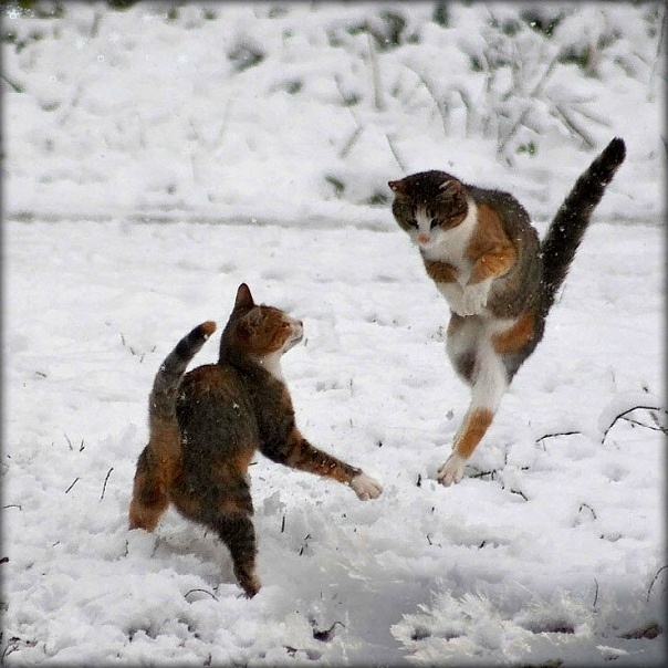 фото использовано в качестве иллюстрации. Источник "Яндекс.Картинки"