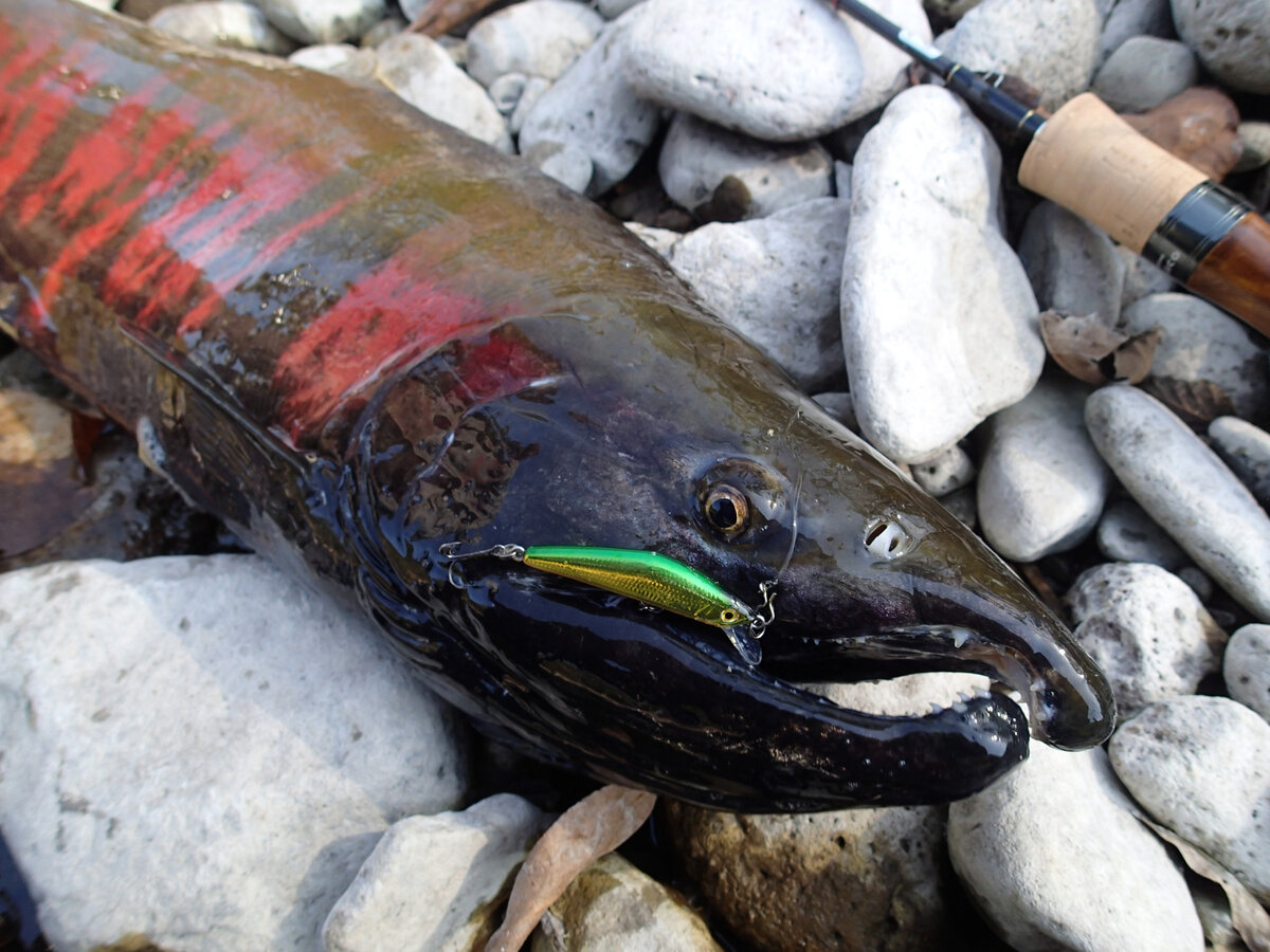 Сима в брачном наряде