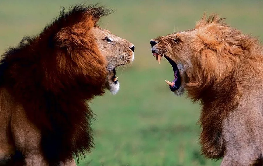Львы дерутся. Животные дерутся. Два Льва дерутся. Драка Львов. Общение в мире животных