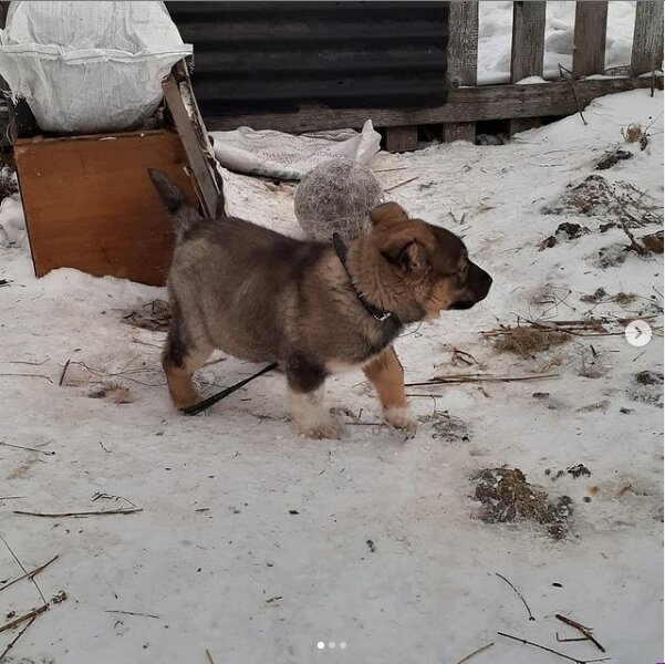 Сторожевой пес Фартик - 3 мес. ноябрь 2019 год. фото из личного архива