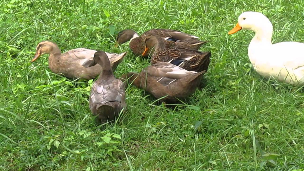 фото из открытых источников