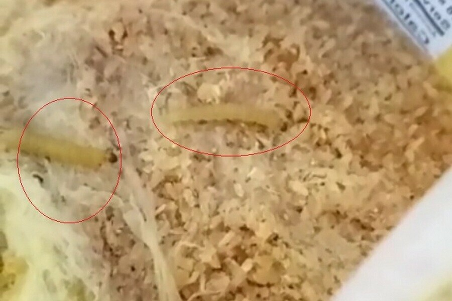 В рисе завелись червячки. Личинки в крупах. Завелись червяки в крупе.