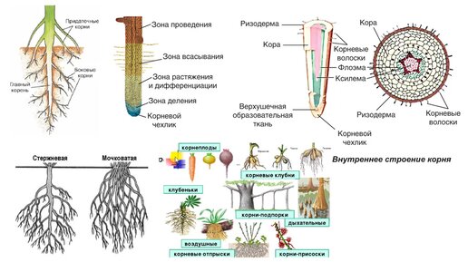 Одним из основных вегетативных органов растения является