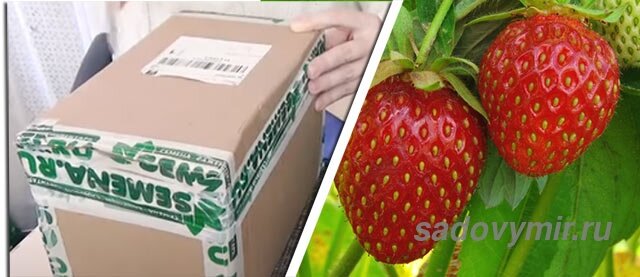 Клубнику фриго легко транспортировать почтой или получать через транспортные компании.