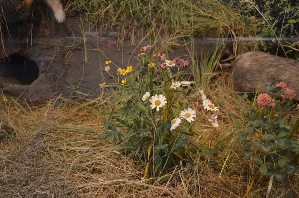 Цветущий луг. Экспозиция Музея природы