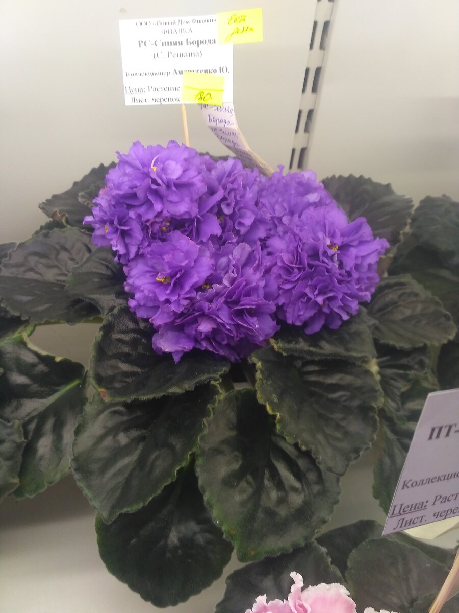 Тут очень уж приятное для глаз опытного фотографа сочетание синего оттенка с тёмно-зелёным. Ну, вообще не придраться!  