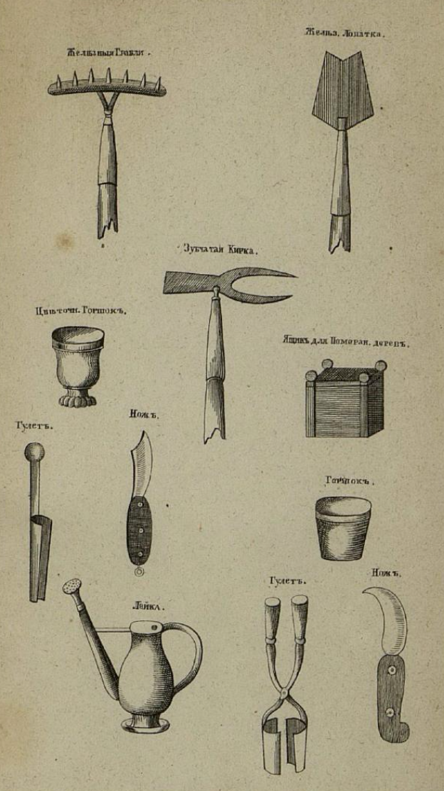 Иллюстрация из книги «Фруктовый сад в комнате и на воздухе»