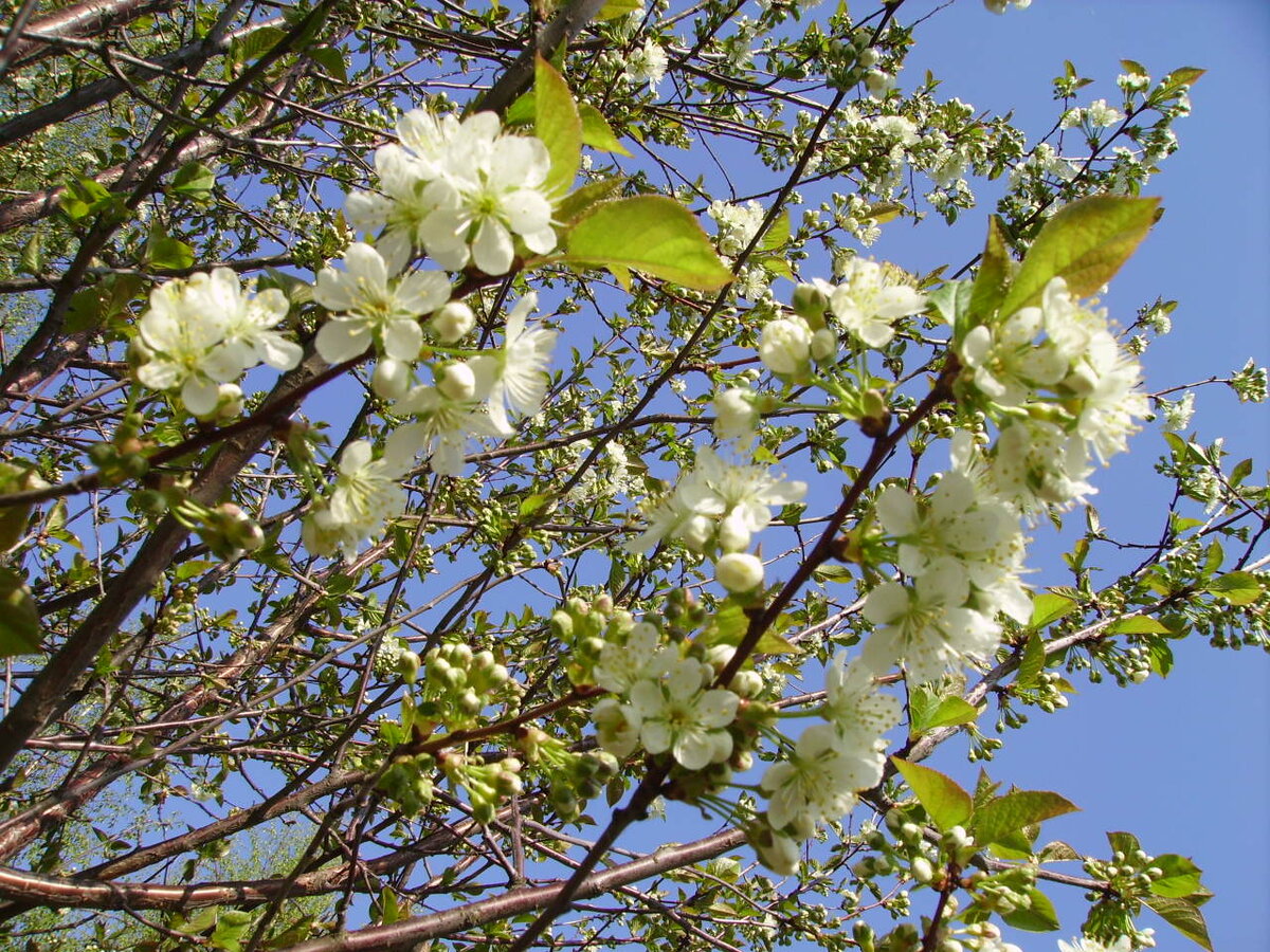 Цветущая яблоня на нашем участке. Фото в статье мои