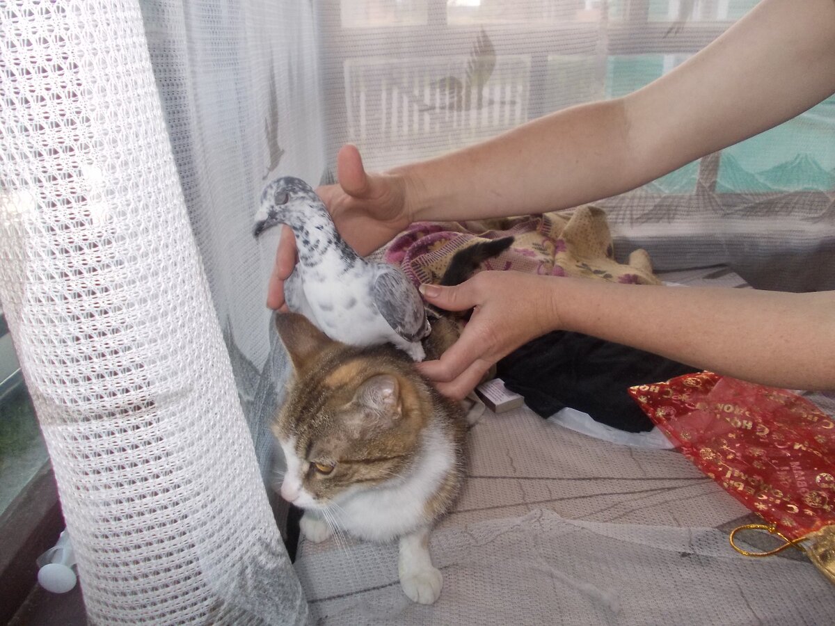 ну покатай....