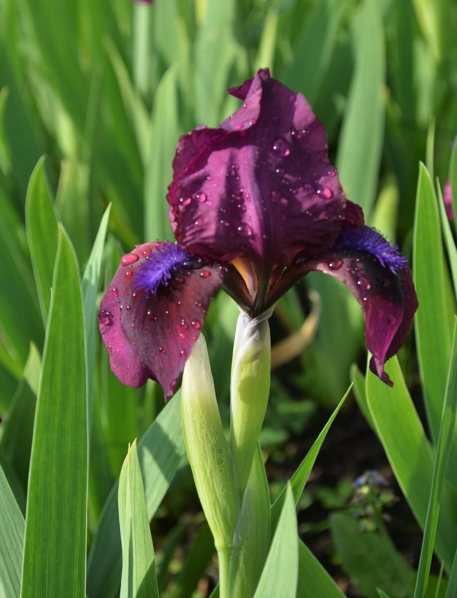 Ирис  "Cherry Garden" (предположительно)