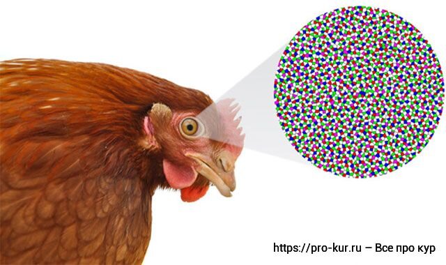 У курицы опух глаз, лечение - Птицеводство☭ - Форум о разведении и содержании домашней птицы