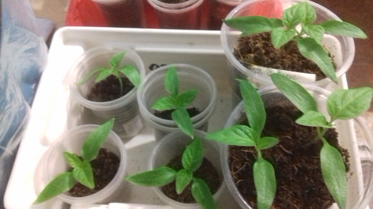 Были куплены перцы и я не удержалась и посеяла их семена.