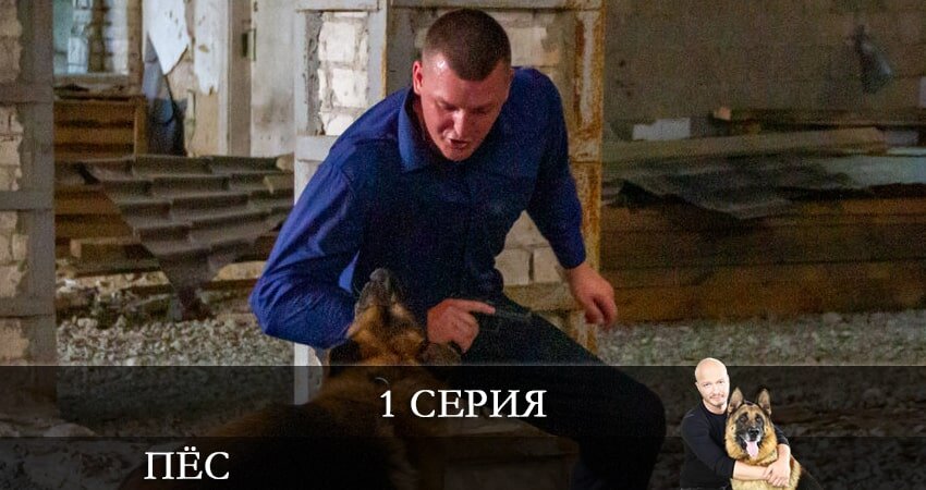 сериал пёс 7 сезон 1 серия. фильм пес 2. пёс сериал. сериал пёс 1 сезон 1 серия. пёс (нтв) (7 сезон) (2021).