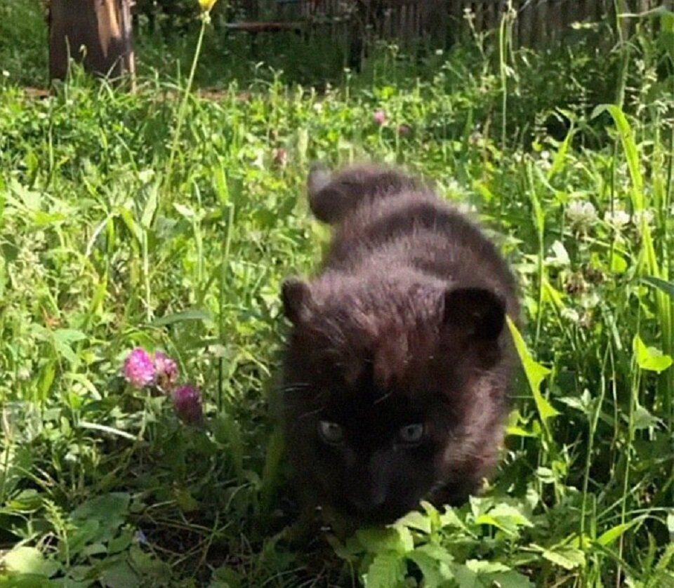Маленькая дикая кошечка с бездонными глазами 