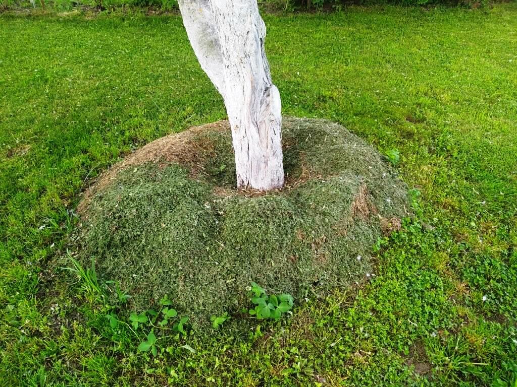 Приствольный круг вокруг яблони. Пахизандра верхушечная. Приствольный круг в газоне. Газон вокруг деревьев. Приствольный круг плодовых кустарников.