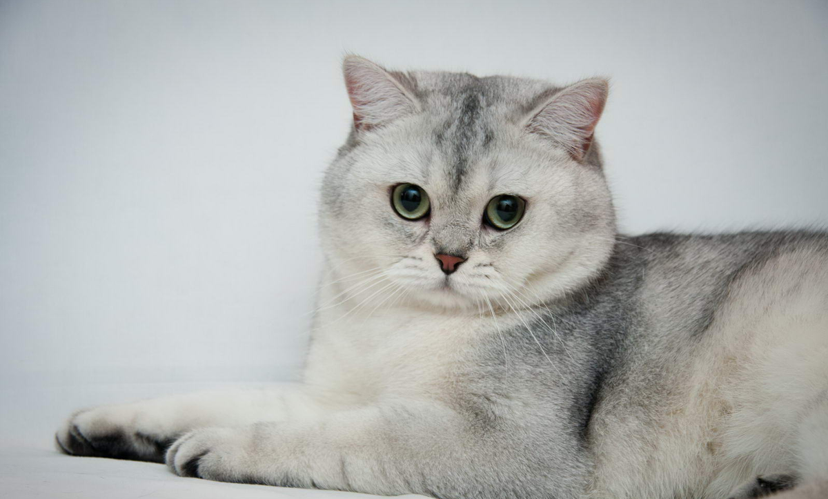 Котик Сильвер.