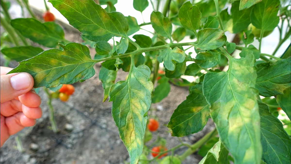 🍅Йод и молоко спасут томаты от болезней в августе | Урожайная грядка ❀ |  Дзен