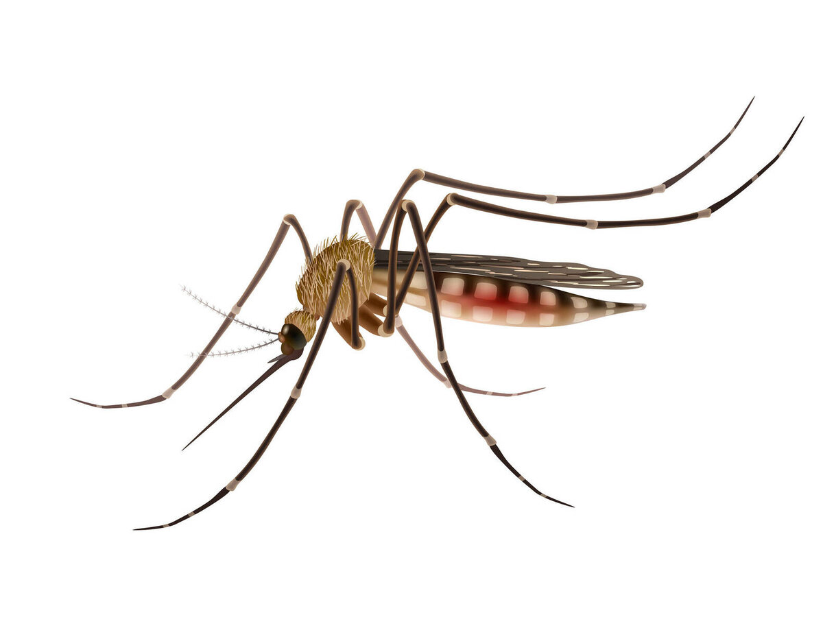 Фото комара крупным планом на белом фоне