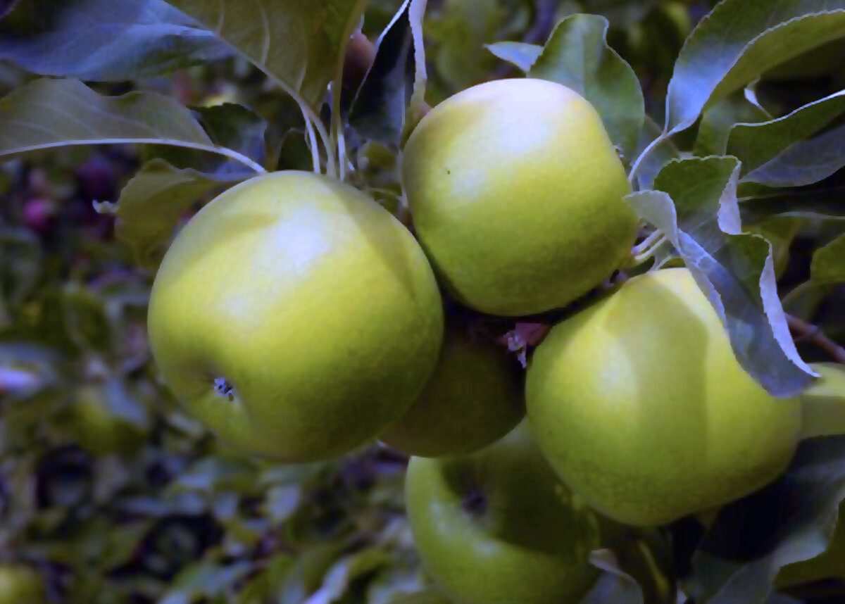 Моя яблоня гренни смит