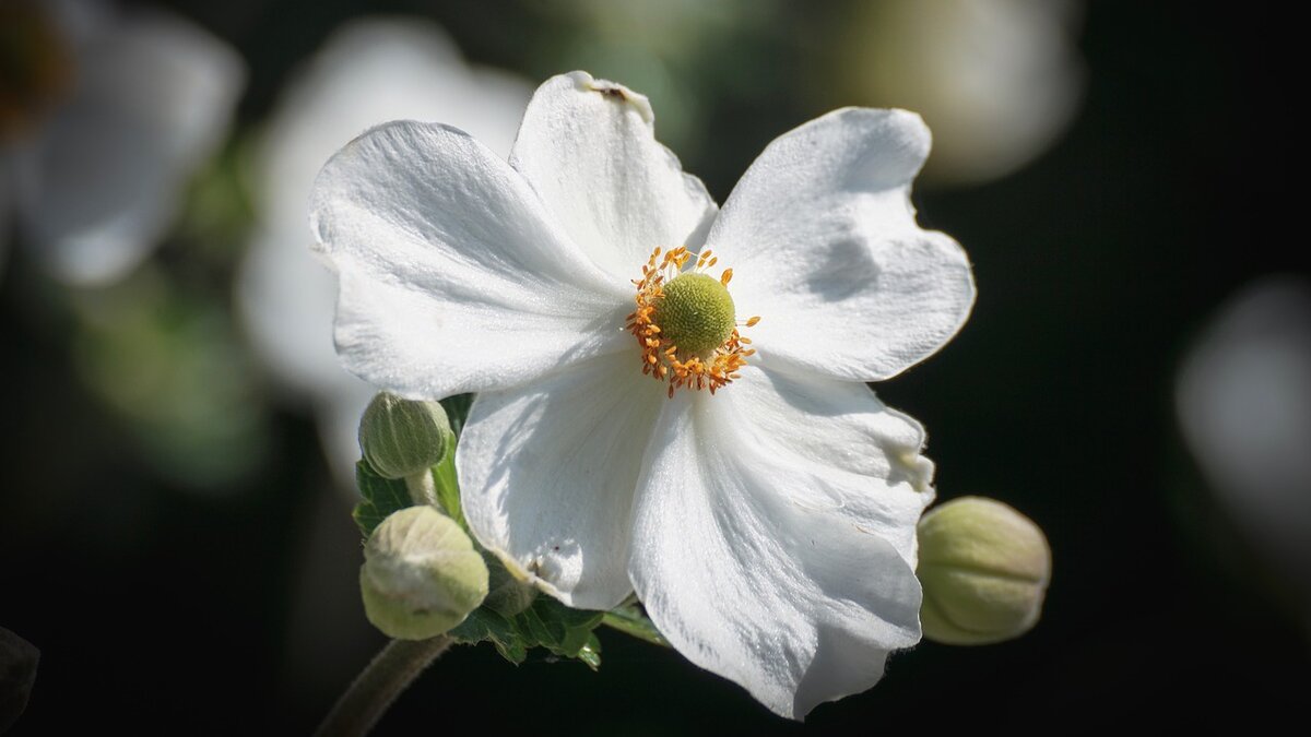 фото с сайта pixabay