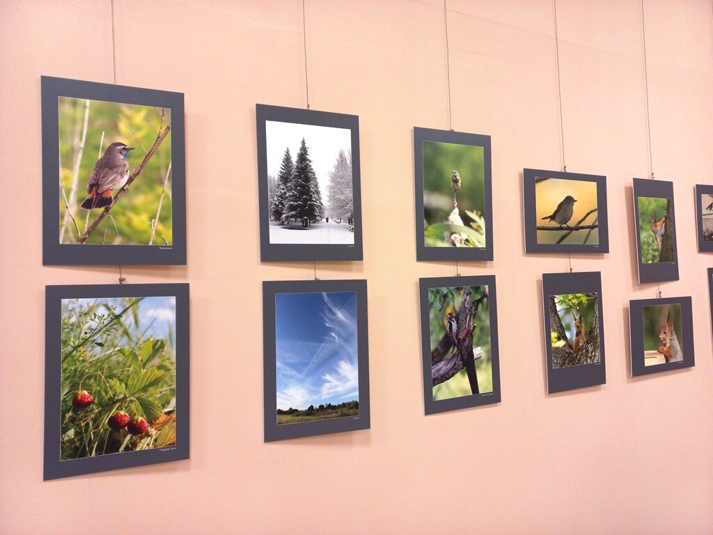 Выставка Владимира Антипова «Природа родного края» в галерее ТИЦ