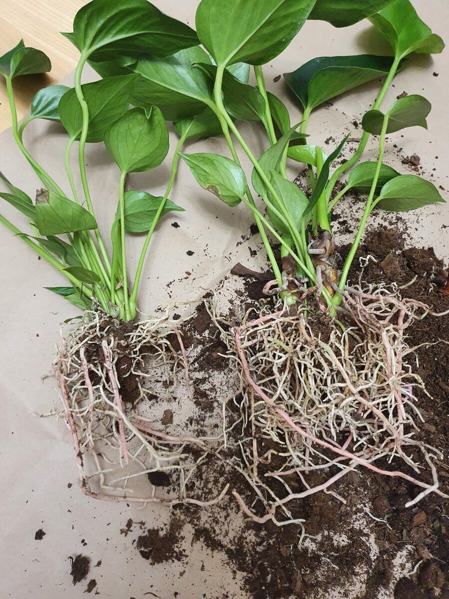 Разделил на два куста