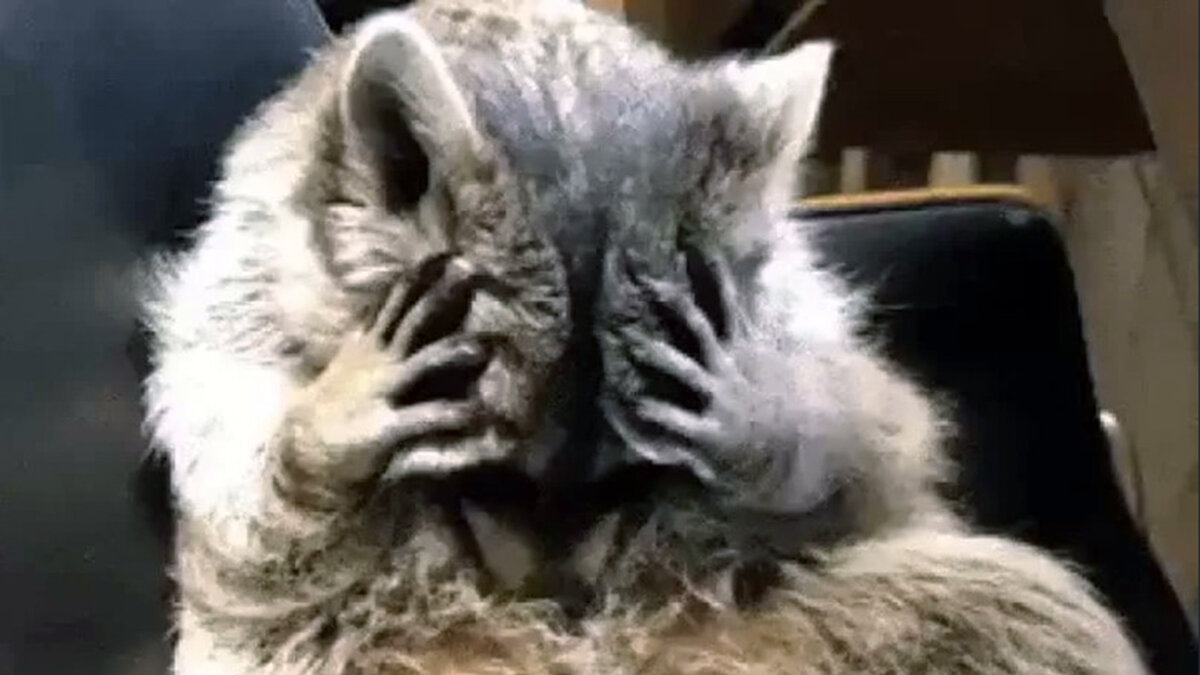 источник фото: noodlemagazine.com