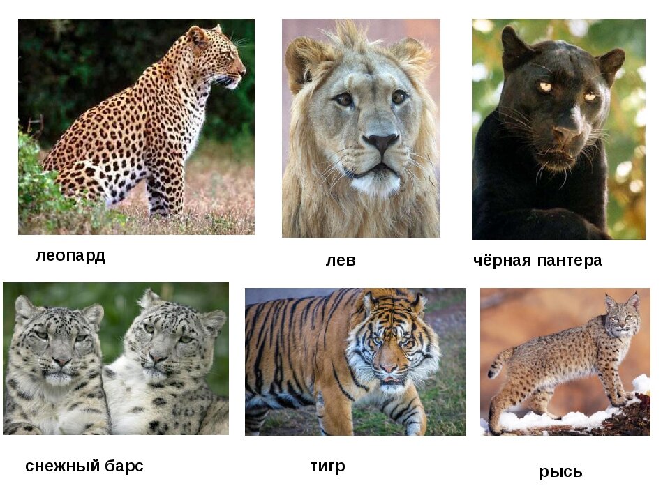 Барс и рысь. Леопард,гепард,Лев ,тигр,Пума,пантера. Тигр леопард гепард Ягуар. Лев тигр леопард Ягуар. Лев, тигр, леопард Ягуар, пантера.
