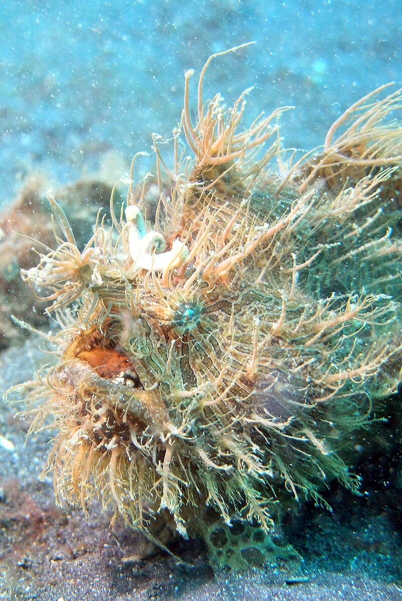 photo by Jens Petersen - Own work Image of Striated frogfish. Antennarius striatus. Taken at Lembeh Straits, North Sulawesi, Indonesia.