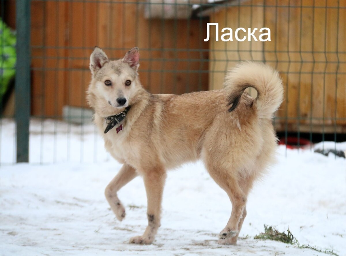 Ласка