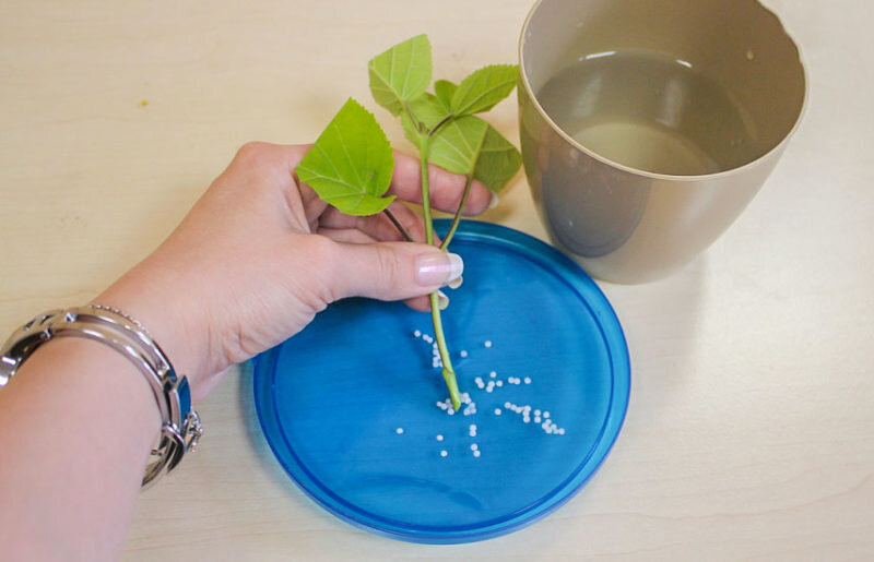 Черенкование гортензии. Иллюстрация для статьи используется с сайта abekker.ru