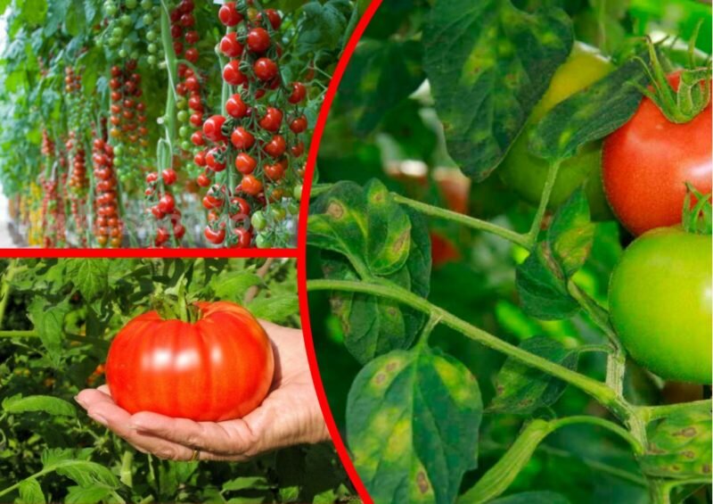 Кладоспориоз — страшный враг томатов, поэтому стараюсь выбирать сорта,  устойчивые к заболеванию. Предлагаю 10 вариантов | Огородные шпаргалки |  Дзен