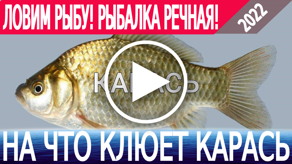 На что клюет карась! Насадки на карася! Как приготовить насадку! | Ловим  рыбу! Рыбалка речная! | Дзен