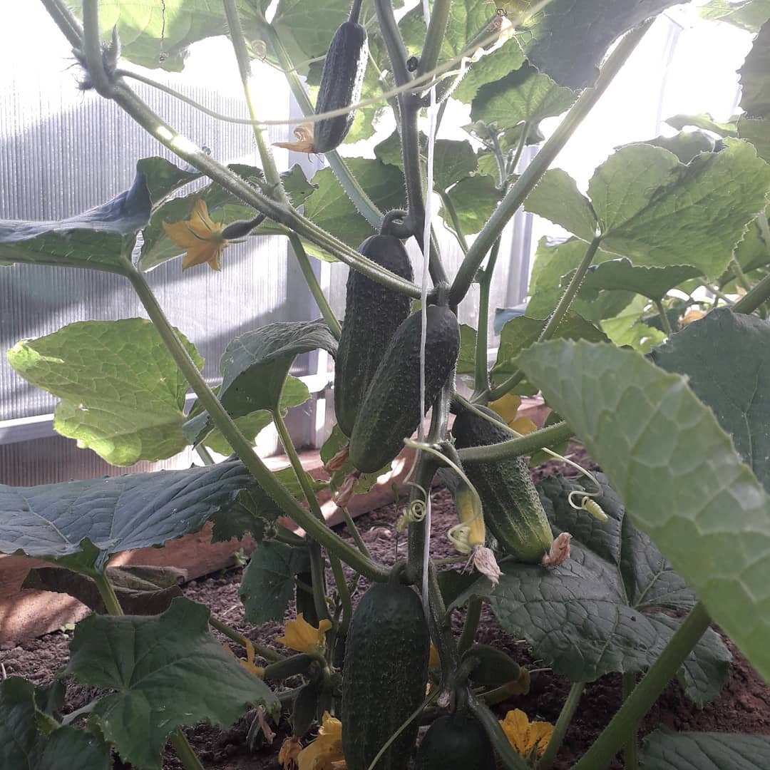 Фото автора.